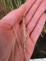 Poa astonii
