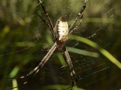 Argiope radon