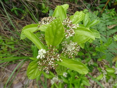 Viburnum sempervirens