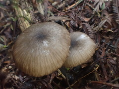 Entoloma asprellopsis