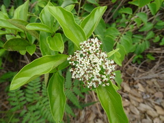 Viburnum sempervirens