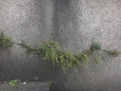 Asplenium ruta-muraria