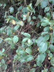 Muehlenbeckia tamnifolia