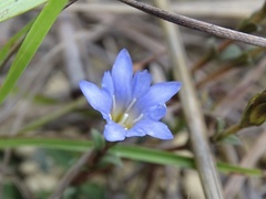 Gentiana loureiroi