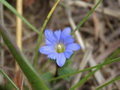 Gentiana loureiroi