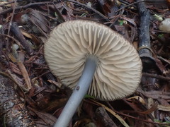 Entoloma asprellopsis