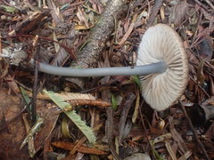 Entoloma asprellopsis