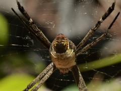Argiope radon