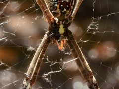 Argiope radon