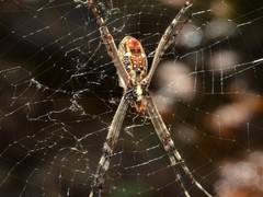 Argiope radon