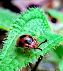 Stenotarsus pardalis