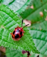 Stenotarsus pardalis