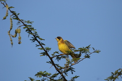 Emberiza melanocephala