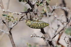 Julodis variolaris
