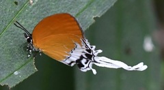 Eooxylides tharis distanti