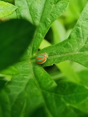 Hemisphaerius coccinelloides