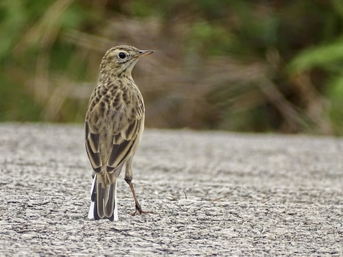 Bisbita de Richard (Anthus richardi)