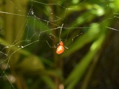 Argyrodes miniaceus