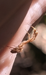 Uloborus barbipes