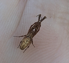 Uloborus barbipes