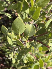 Arctostaphylos pungens