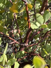 Arctostaphylos pungens