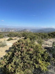 Arctostaphylos pungens