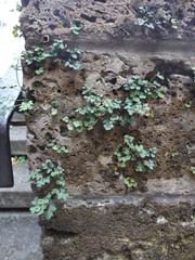 Asplenium ruta-muraria