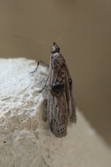 Nephopterix angustella