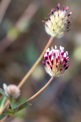 Trifolium dichotomum