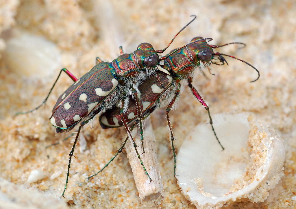 Calomera