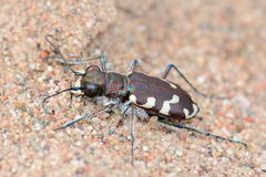 Cicindela songorica