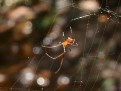 Argyrodes miniaceus