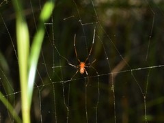 Argyrodes miniaceus