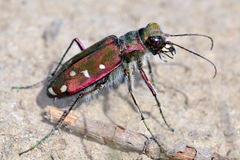 Cicindela clypeata