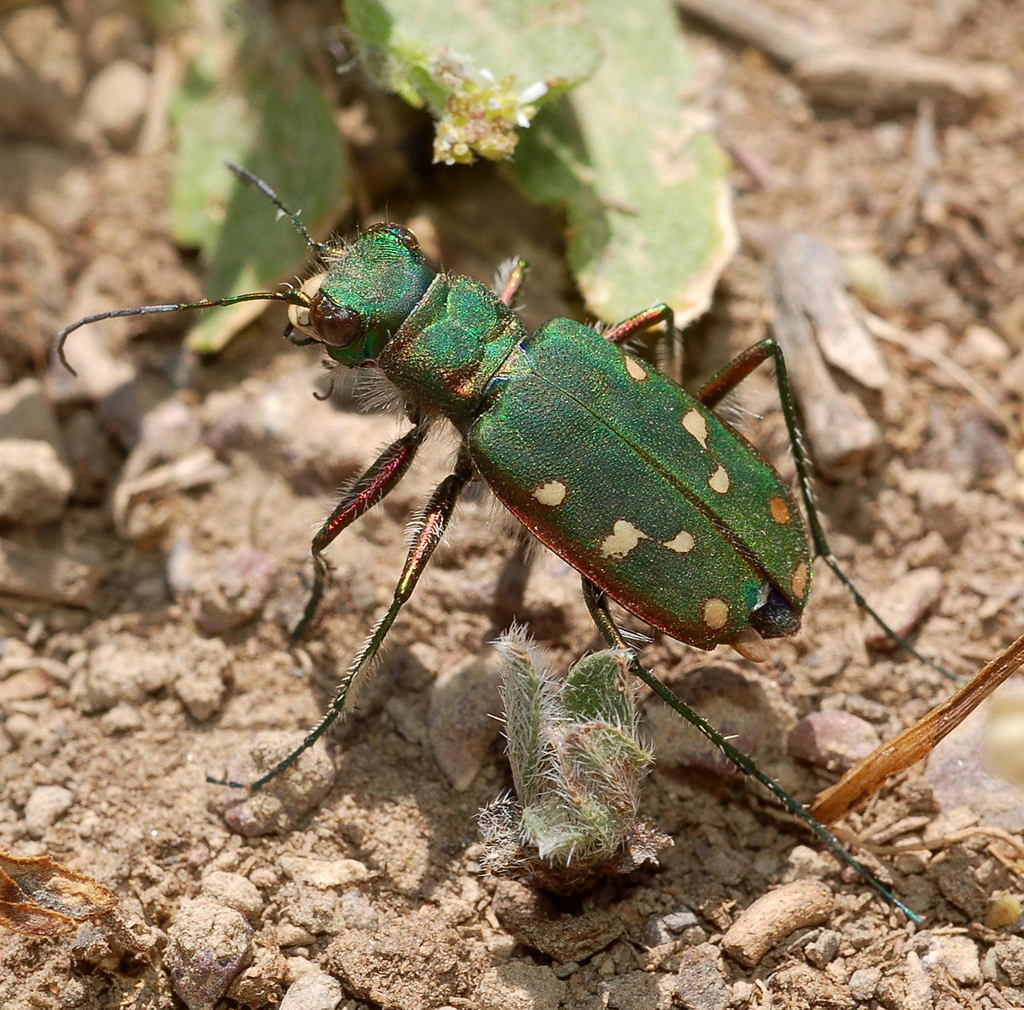 Cicindela clypeata
