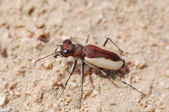 Cicindela lacteola