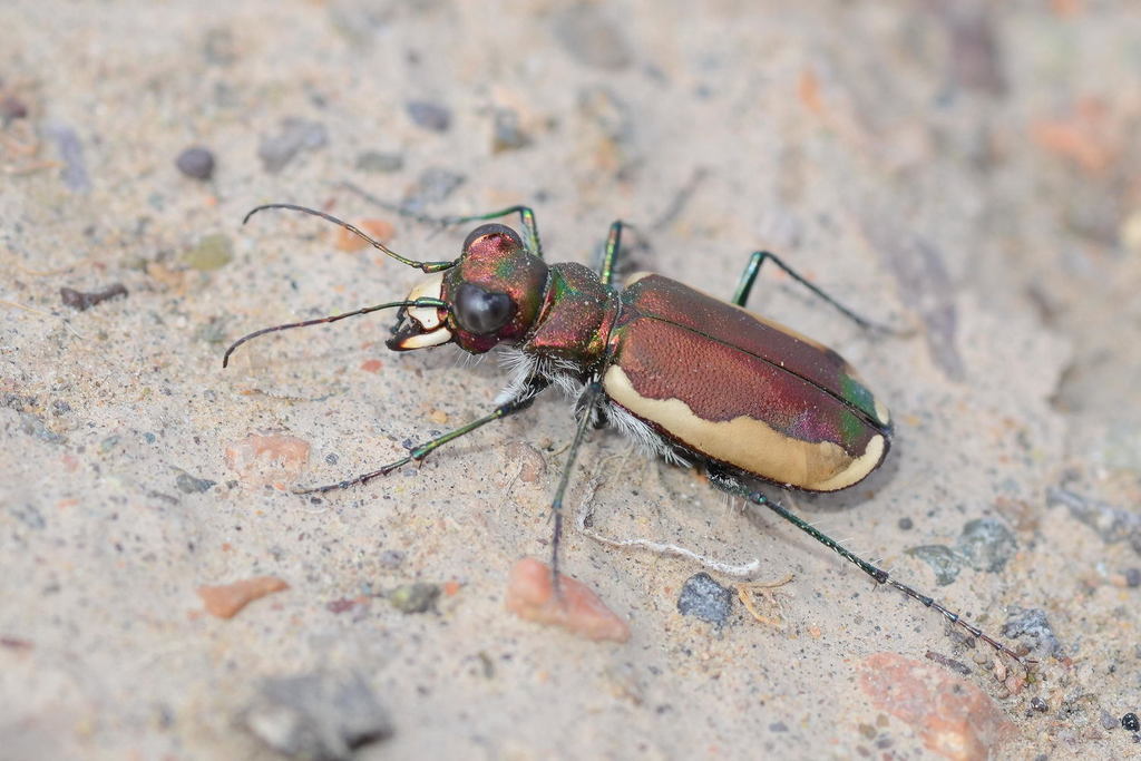 Cicindela lacteola