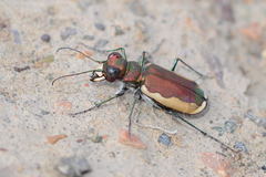 Cicindela lacteola