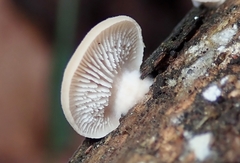 Lentinellus pulvinulus