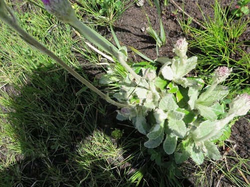 Image of Mairia robusta by (c) linkie, some rights reserved (CC BY)
