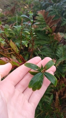 Pimelea drupacea