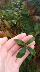 Pimelea drupacea