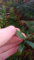 Pimelea drupacea