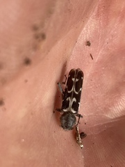 Neoclytus conjunctus