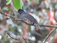 Hypsipetes ganeesa