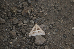 Lepidoptera