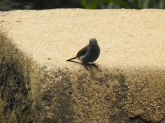 Eumyias albicaudatus