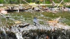 Eumyias albicaudatus