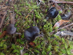 Entoloma panniculus
